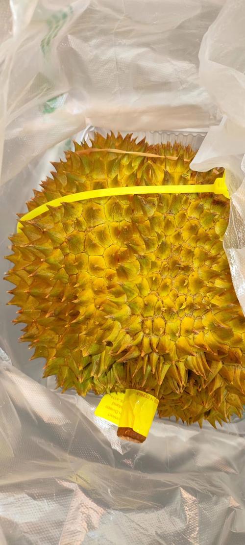 新澳门四肖八肖期期准最新版本,和金枕榴莲降价300多与金枕榴莲22元一斤贵吗
