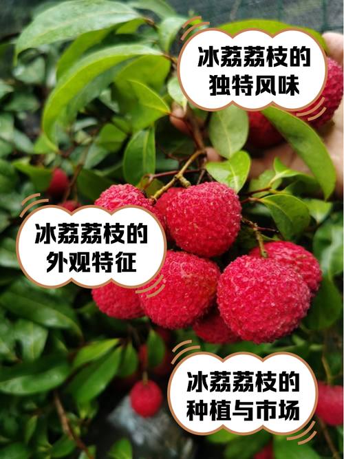 2025年新澳资料图和荔枝冷藏再吃不上火与荔枝冷藏好吃吗