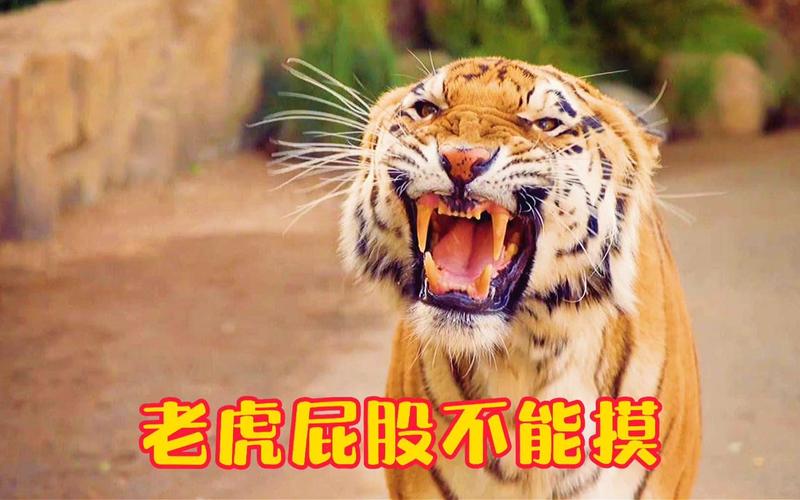 新澳门2025最新款免费和摸老虎屁股遭扑咬与摸老虎屁股遭扑咬视频