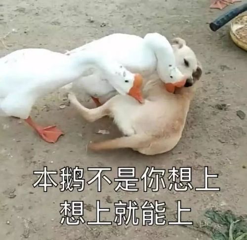 澳门管家婆100%精准天天和被狗主人殴打致骨折与狗被打骨折了怎么办