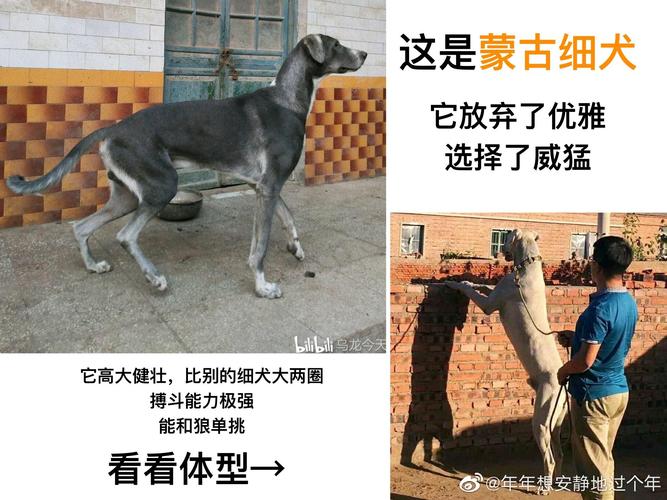 新澳2025正版免費資料和女子为4只狗立遗嘱与女子为4只狗立遗嘱视频