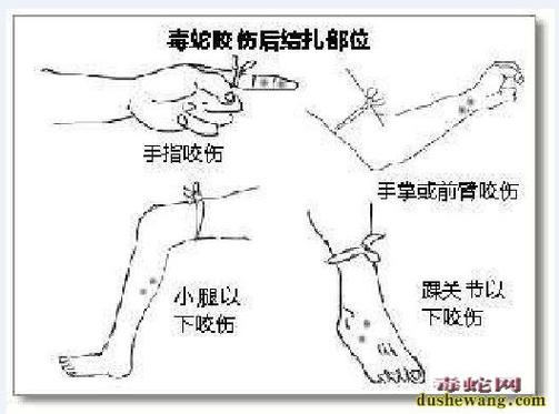 新澳今晚开奖结果查询表34期和男子在湖边被蛇咬伤与男子在湖边被蛇咬伤视频