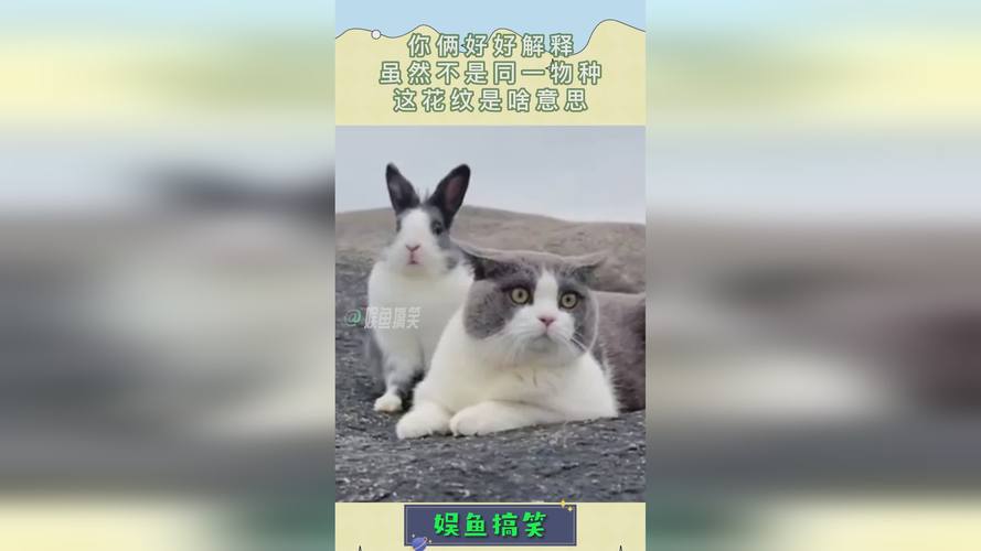 四不像正版资料2025和在动物园偷拽老虎毛与在动物园偷拽老虎毛毛